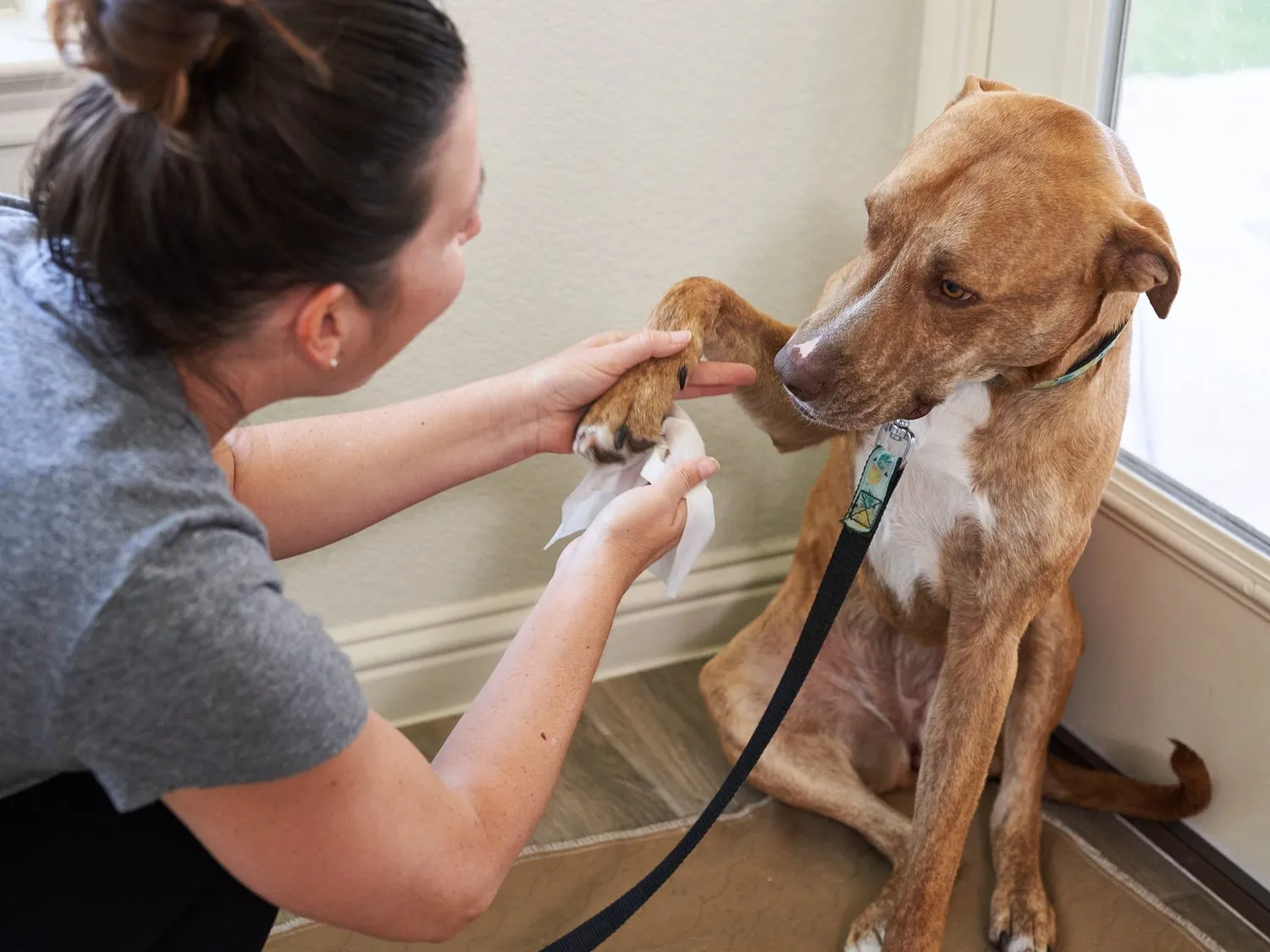 Pet WiPees™ Dog All Purpose   Allergy