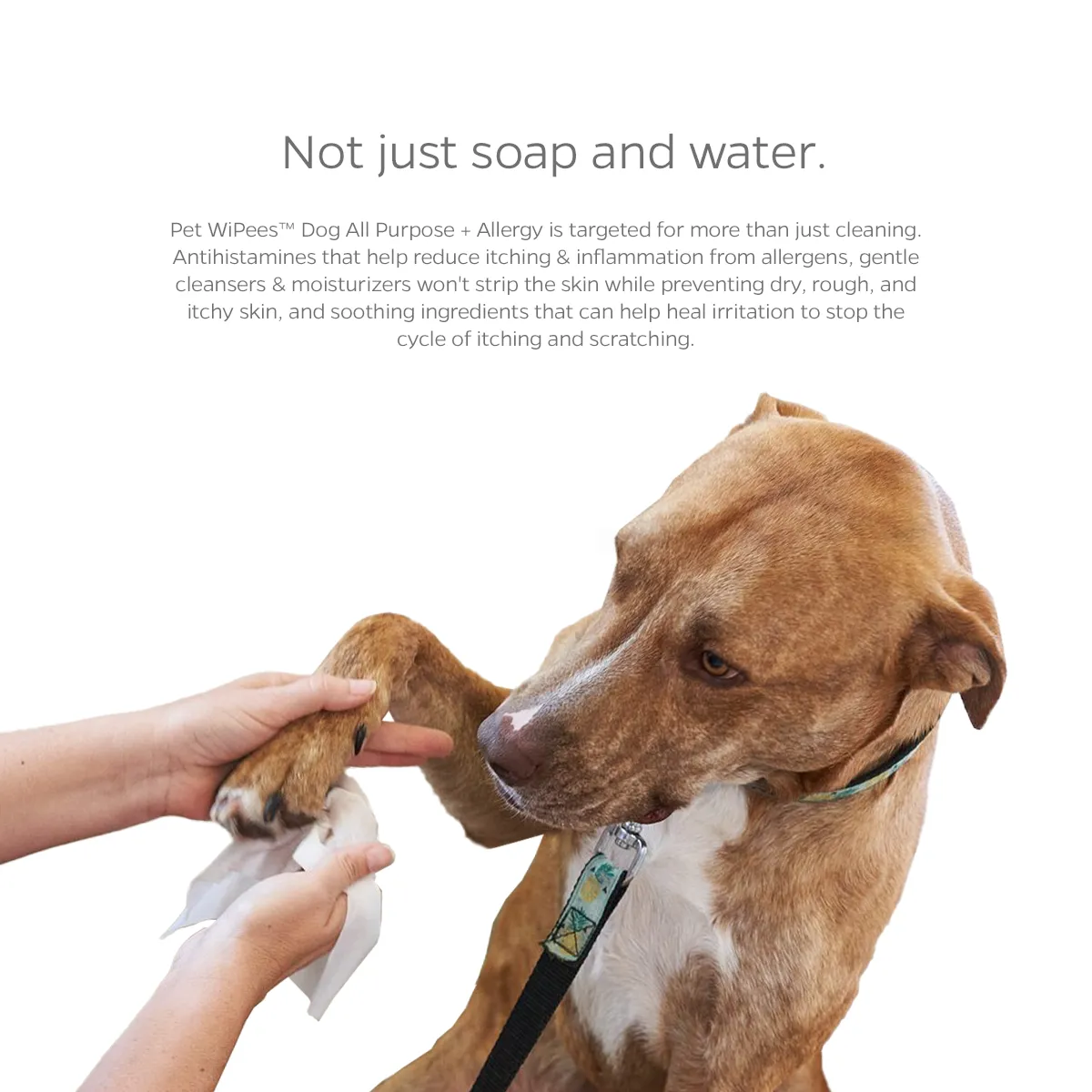 Pet WiPees™ Dog All Purpose   Allergy